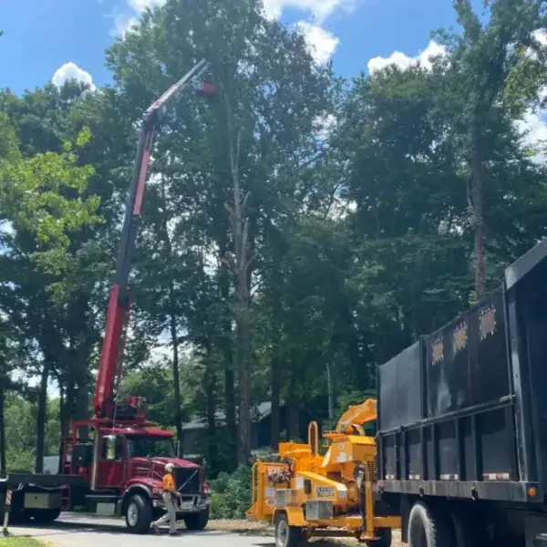 Jernigan Tree Experts
