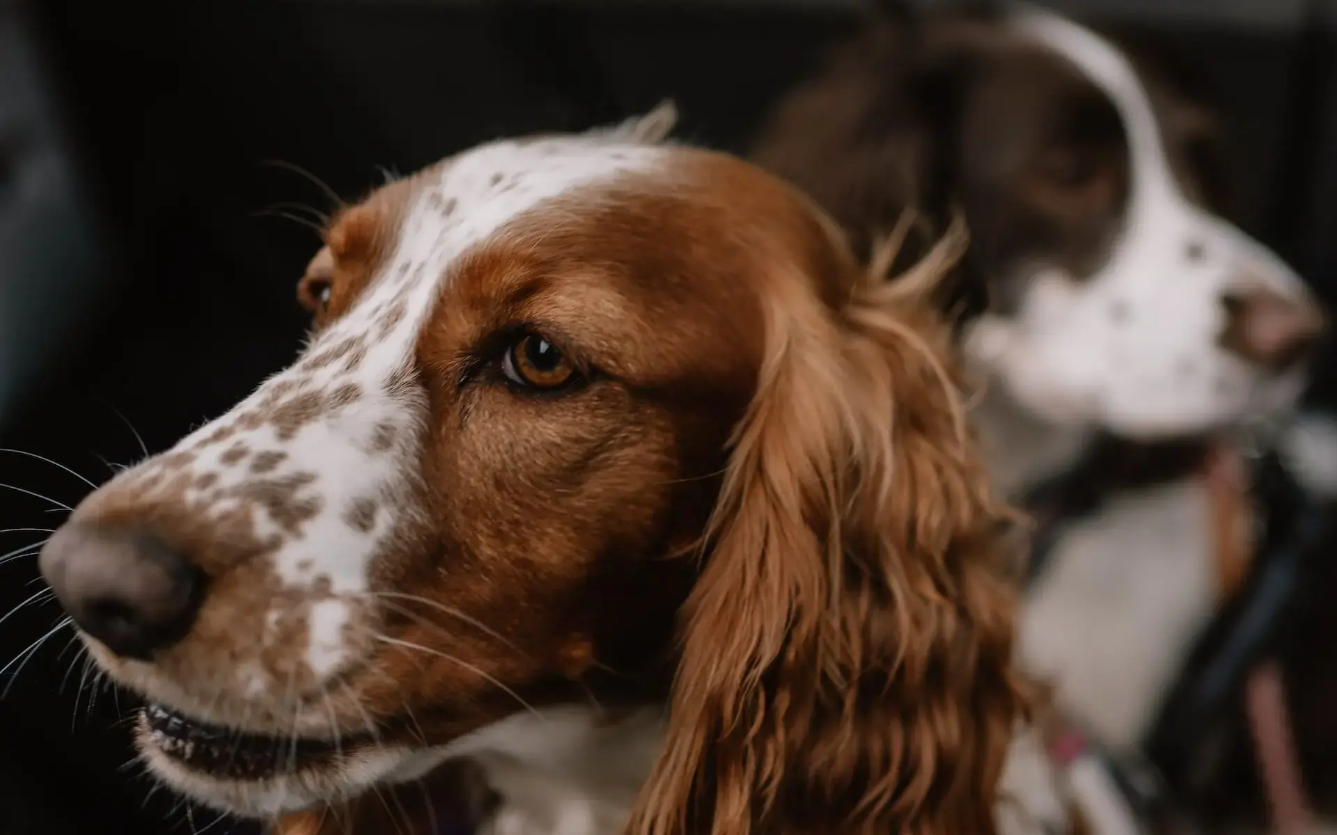 MOBILE VETERINARY INTERNAL MEDICINE & SONOGRAPHY