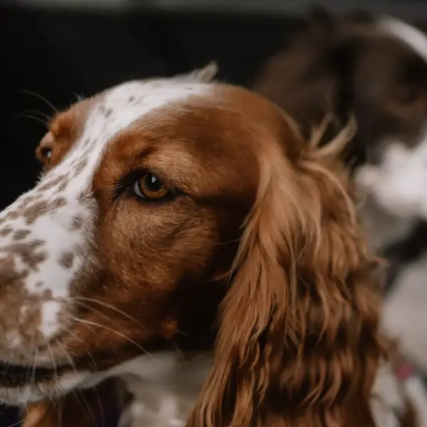 MOBILE VETERINARY INTERNAL MEDICINE & SONOGRAPHY