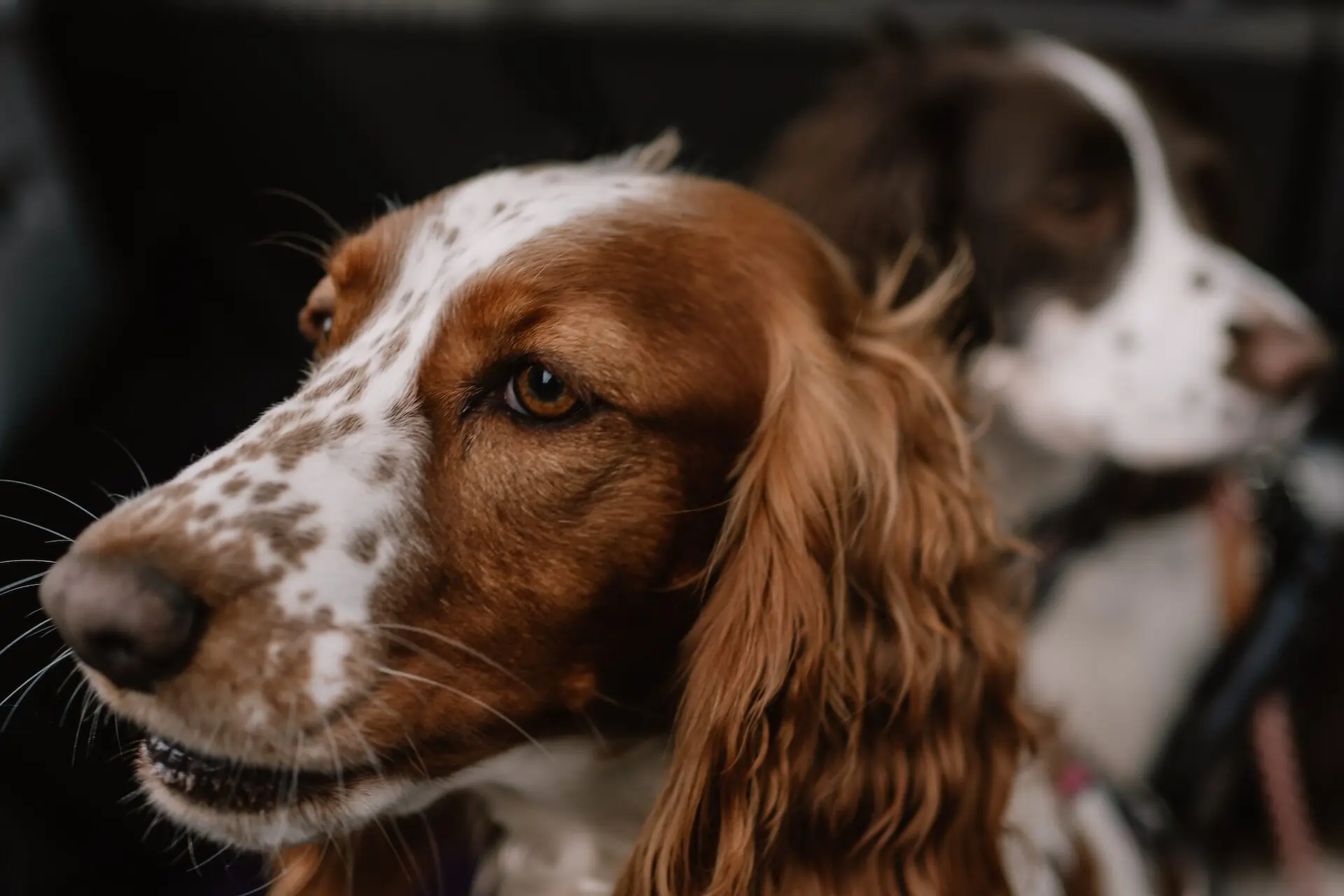 MOBILE VETERINARY INTERNAL MEDICINE & SONOGRAPHY